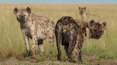 Tödliches Afrika: Folge 2: Überleben in der Savanne