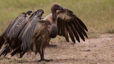 Tödliches Afrika: Folge 5: Paradies der Jäger