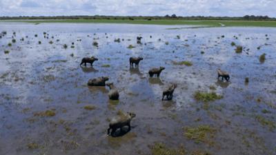 Wildes Lateinamerika: Staffel 1, Folge 6: Los Llanos, Kolumbien