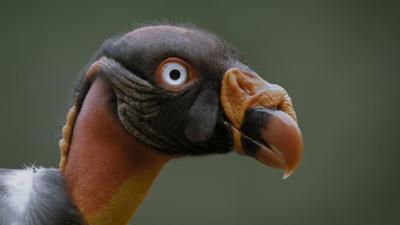 Wildes Lateinamerika: Staffel 1, Folge 8: Der Regenwald