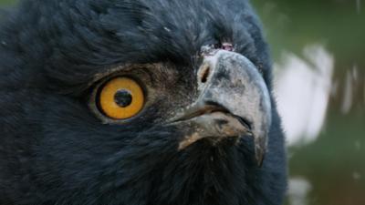 Wildes Lateinamerika: Staffel 1, Folge 1: Die Anden