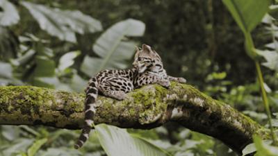 Wildes Lateinamerika: Staffel 1, Folge 4: Das Pantanal