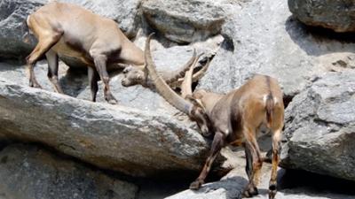 Der kleine Stadtstreicher: Alpenzoo Innsbruck