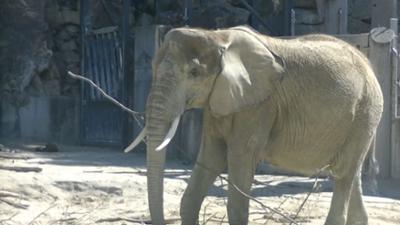 Der kleine Stadtstreicher: Tierische Jungstars in Schönbrunn