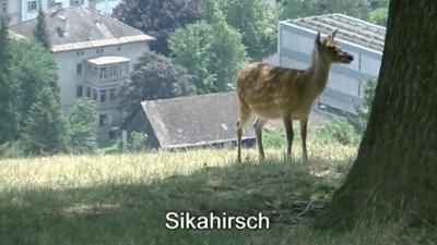 Der kleine Stadtstreicher: Feldkirch und Bludenz