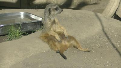 Der kleine Stadtstreicher: Frühling im Zoo Schönbrunn