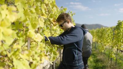 /fh///c-tv: Klimawandel trifft auf Weinbau