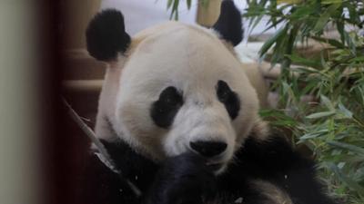 Tandem - China und Österreich: Tandem China Österreich