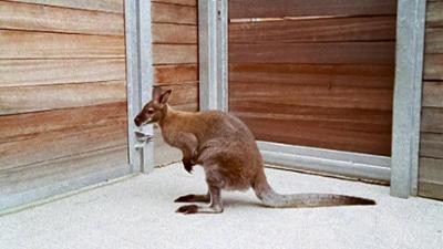 Tierärztin Dr. Mertens: Folge 12: Das boxende Känguru (S01/E12)