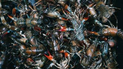 Fisch ahoi! (5/6):  Krebs und Grundl: Slow-Food-Miniserie