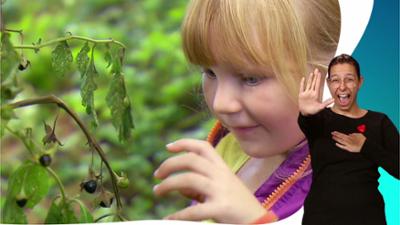 Gut oder giftig: Helmi