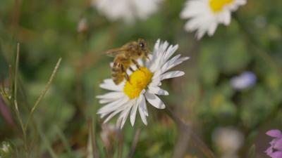 Hallo okidoki Teil 4