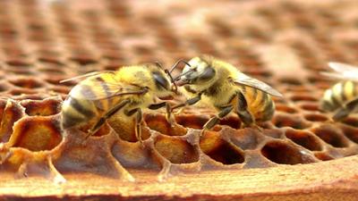 Hallo okidoki Teil 5