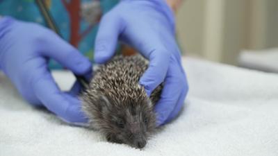 Hallo okidoki Teil 5