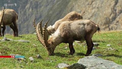 Hohe Tauern: Freiluftlabor im Hochgebirge: ZIB Magazin Klima