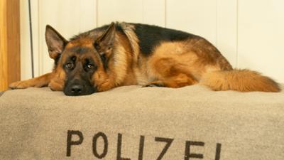 Kommissar Rex: Kult-Serie "Kommissar Rex" (7/12): Unter Hypnose