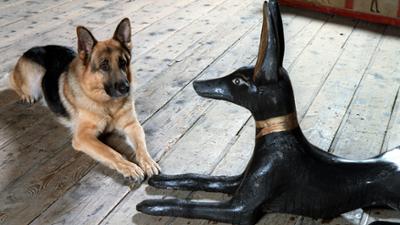 Kommissar Rex: Staffel 7
