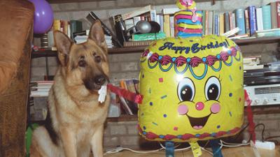 Staffel 7: Kult-Serie "Kommissar Rex" (10/15): Happy Birthday