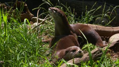 Tolle Tiere: Unterwegs mit Kater Kurt