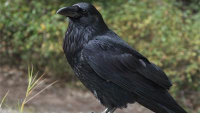 Tolle Tiere: Unterwegs mit Kater Kurt