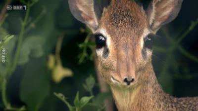 Zoo und so - Tierisch wild!