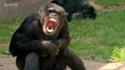 Zoo und so - Tierisch wild!