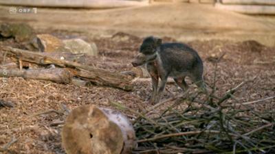 Zoo und so - Tierisch wild!