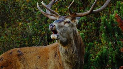 Arlberg - wild und weltberühmt: Universum