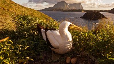 Australiens verborgenes Paradies: Lord Howe Island: Universum