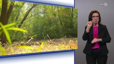 Bewusst gesund: (ÖGS)