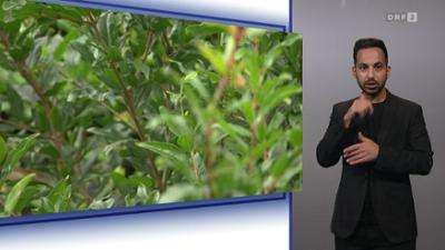 Bewusst gesund: (ÖGS)