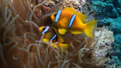 Das Rote Meer - Im Zaubergarten der Evolution: Universum