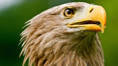 Der Flug des Seeadlers: Universum