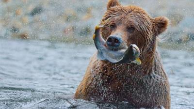 Der Superfisch: Wie der Lachs die Welt bewegt: Universum