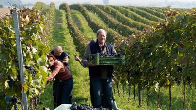 Der Winzerkönig: Staffel 1