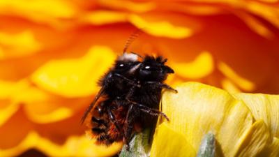 Die Welt der wilden Bienen: Erlebnis Österreich