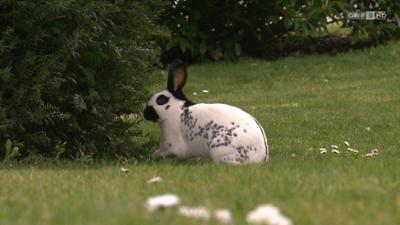 Dobar dan Hrvati: Dobar dan, Hrvati