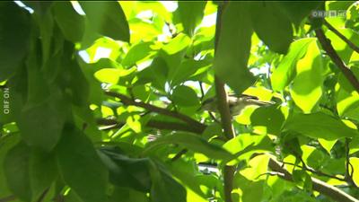 Dobar dan Hrvati: Dobar dan, Hrvati