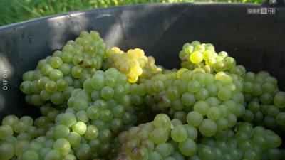 Dobar dan Hrvati: Dobar dan, Hrvati