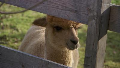 Dober dan Štajerska: Dober dan, Štajerska