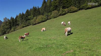 Dober dan Štajerska: Dober dan, Štajerska