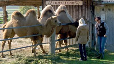 Ein Herz für Tiere - Tierschutz in Niederösterreich: Österreich-Bild