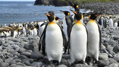 Ein Jahr auf unserer Erde: Universum