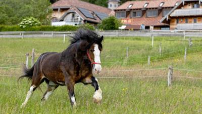 Eine Zuflucht für Tiere: Gut Aiderbichl: Einsatz für das Tierwohl