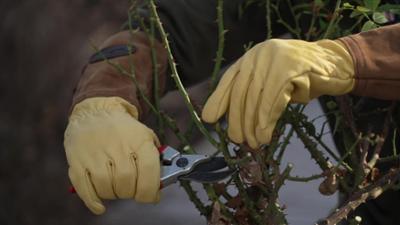 Garteln in Salzburg: Wöchentlicher Tipp von Karl Ploberger