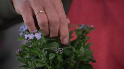 Garteln in Salzburg: Wöchentlicher Tipp von Karl Ploberger