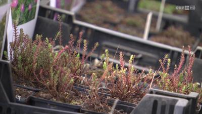 Gartentipp: Tipps und Trends im Garten