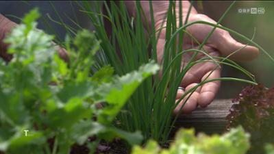 Gartentipp: Tipps und Trends im Garten
