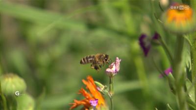 Gartentipp: Tipps und Trends im Garten