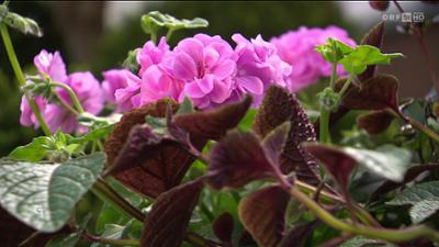 Gartentipp: Tipps und Trends im Garten
